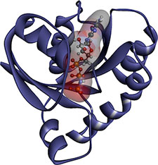 Human KRAS protein structure