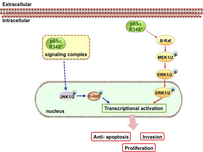 In the absence of an external signal, P85αR348* activates MAPK signaling 