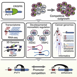 Graphical Abstract from Cho et al., 2018.