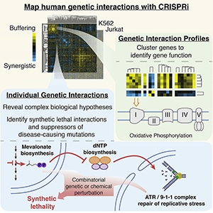Graphical Abstract from Horlbeck et al., 2018.