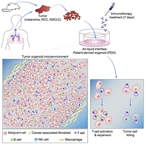 Graphical abstract from Neal et al., 2018.