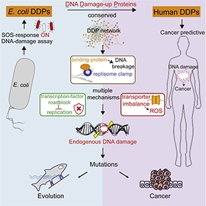 Graphical abstract from Xia et al, 2019.