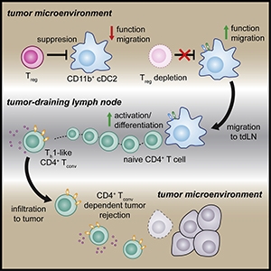 Graphical abstract from Binnewies et al., 2019.