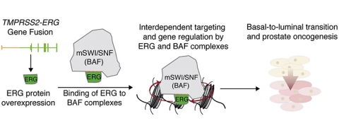 Graphical abstract for Sandoval et al. 2018. Molecular Cell.