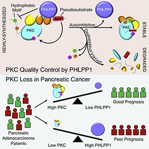 Graphical Abstract from Baffi et al. (2019)