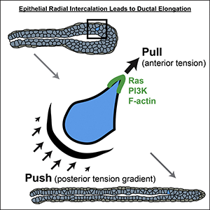 Graphical Abstract from Neumann et al., 2018.