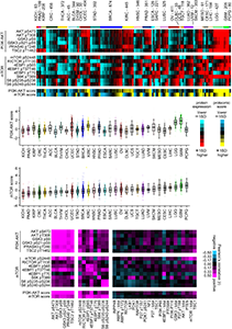 Proteomic Signatures of PI3K/AKT and mTOR across Human Cancers