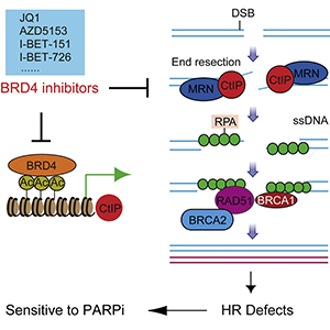 Graphical Abstract from Sun et al., 2018.