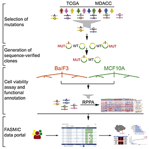 Graphical Abstract from Ng et al., 2018.