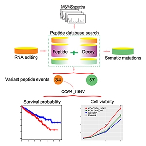 Graphical Abstract from Peng et al., 2018.