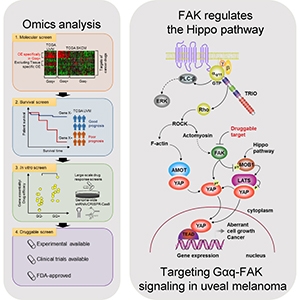 Graphical abstract from Feng, et al (2019).