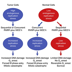 Graphical abstract from Yong, et al (2019).