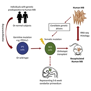 Graphical abstract from Huang, et al (2019).