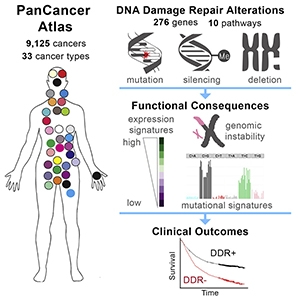 Graphical Abstract from Knijnenburg et al., 2018.