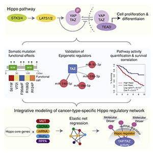Graphical abstract from Wang et al, 2018.