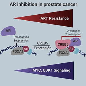 CREB5 Promotes Resistance to Androgen-Receptor Antagonists and Androgen Deprivation in Prostate Cancer