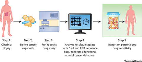 Patient-Derived Models for Precision Oncology. Shown are key steps to enable functional drug testing on patient-derived organoids and the generation of a functional atlas of cancer.