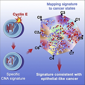Graphical abstract from Giraldez et al., 2019.
