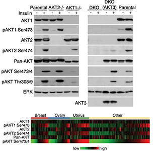 Validation of AKT isoform-specific antibodies