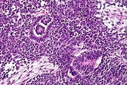 Section of stained kidney tissue