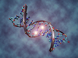 DNA molecule methylated at the two center cytosines