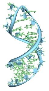Image of mRNA molecule