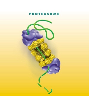 Graphic of the proteasome.