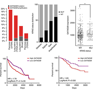 In vivo metastasis driver screening identifies GATAD2B