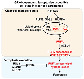 Scheme summarizing the molecular network driving the intrinsic GPX4 dependency and ferroptosis susceptibility in clear-cell carcinomas