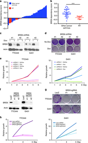 Genome-wide CRISPR-Cas9 screen identified BRD9 as a RT specific dependency.
