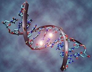 Model of a methylated DNA molecule; image by Christoph Bock (Max Planck Institute for Informatics) via Wikimedia Commons