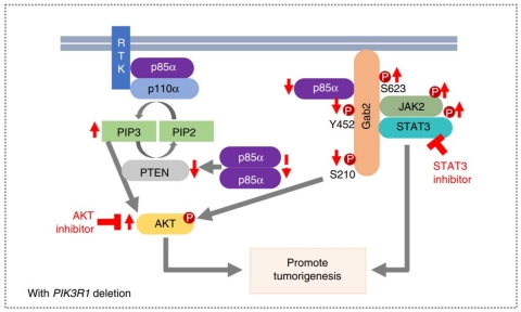 Proposed working model: p85α in the PI3K heterodimeric complex stabilizes but inhibits p110, whereas p110-free 85α molecules form homodimers to stabilize PTEN.