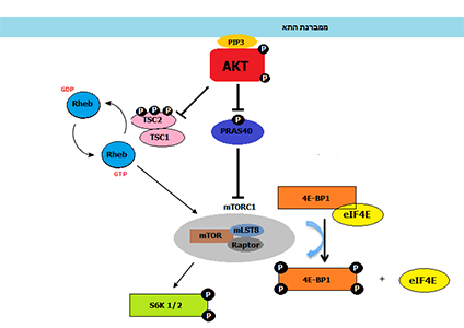 AKT mediated Cell growth scheme