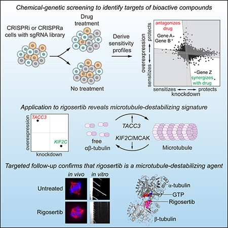 Graphical Abstract of chemical-genetic screening to identify targets of bioactive compounds