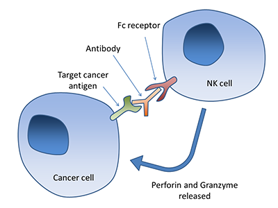 Antibody-dependent cell-mediated cyto-toxicity