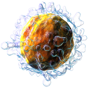 Lymphocyte T cell