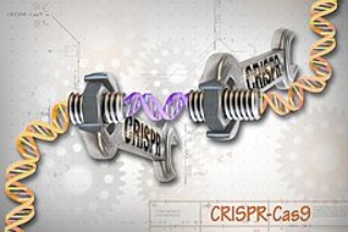 CRISPR changing out a section of DNA