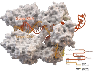 Model of CRISPR/Cas9 complex on DNA