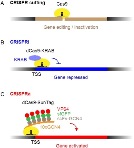 Cartoon explaining CRISPR techniques