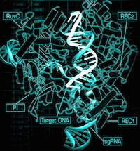 Crystal structure of Cas9 in complex with guide RNA and target DNA