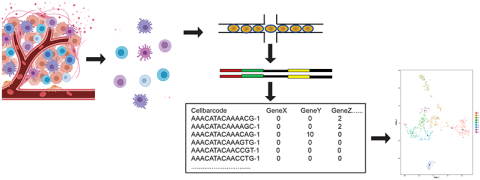 Schematic representation of microfluidics based scRNA-seq workflow 