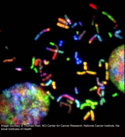 karyogram of Chromosomes 