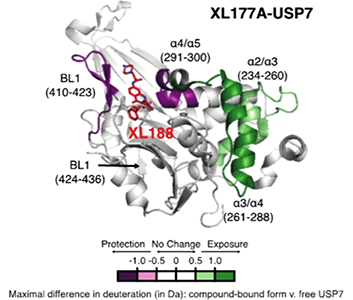 XL177A has a similar USP7 binding mode to XL188