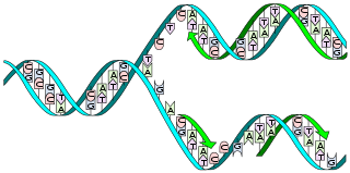 DNA replication 