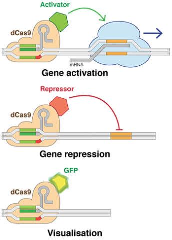 Example of dead-Cas9 system for gene activation, gene repression or locus visualisation