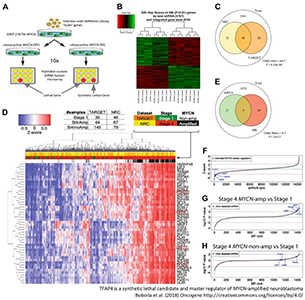 Image of TFAP4, a synthetic lethal candidate and master regulator of MYCN-amplified neuroblastoma