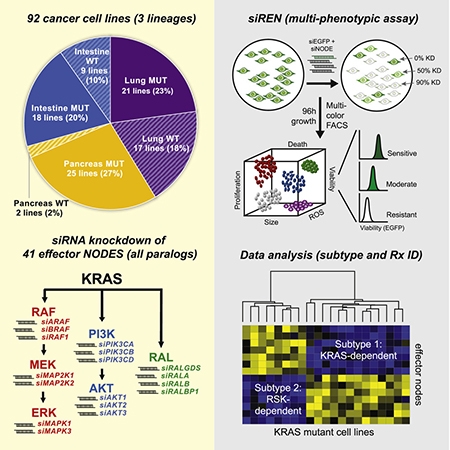 Graphical Abstract of Differential Effector Engagement by Oncogenic KRAS Article.