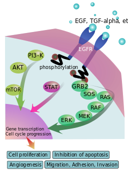 Cartoon of EGFR signaling