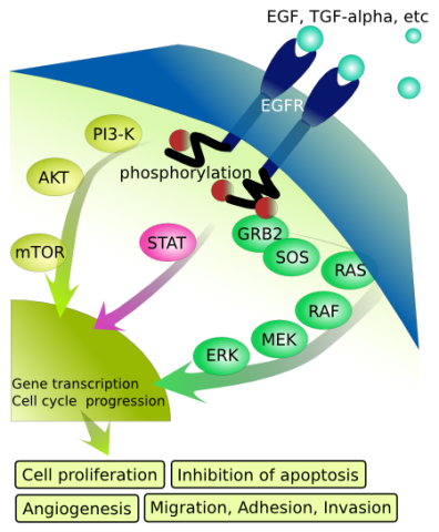 EGFR Signaling Pathways