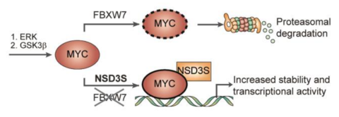 Proposed model for NSD3S role in MYC protein stability